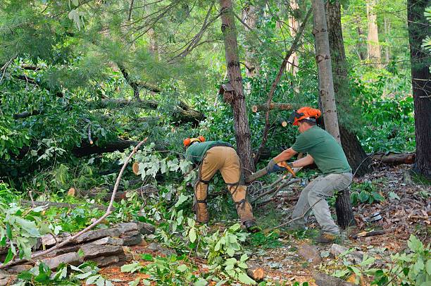 Best Firewood Processing and Delivery  in Morris, MN